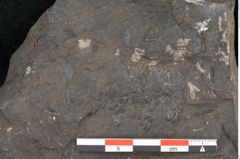 Foto (Detailansicht) von Thinnfeldia gracilis Ettingshausen (NHMW-GEO-2024-0188-10315)